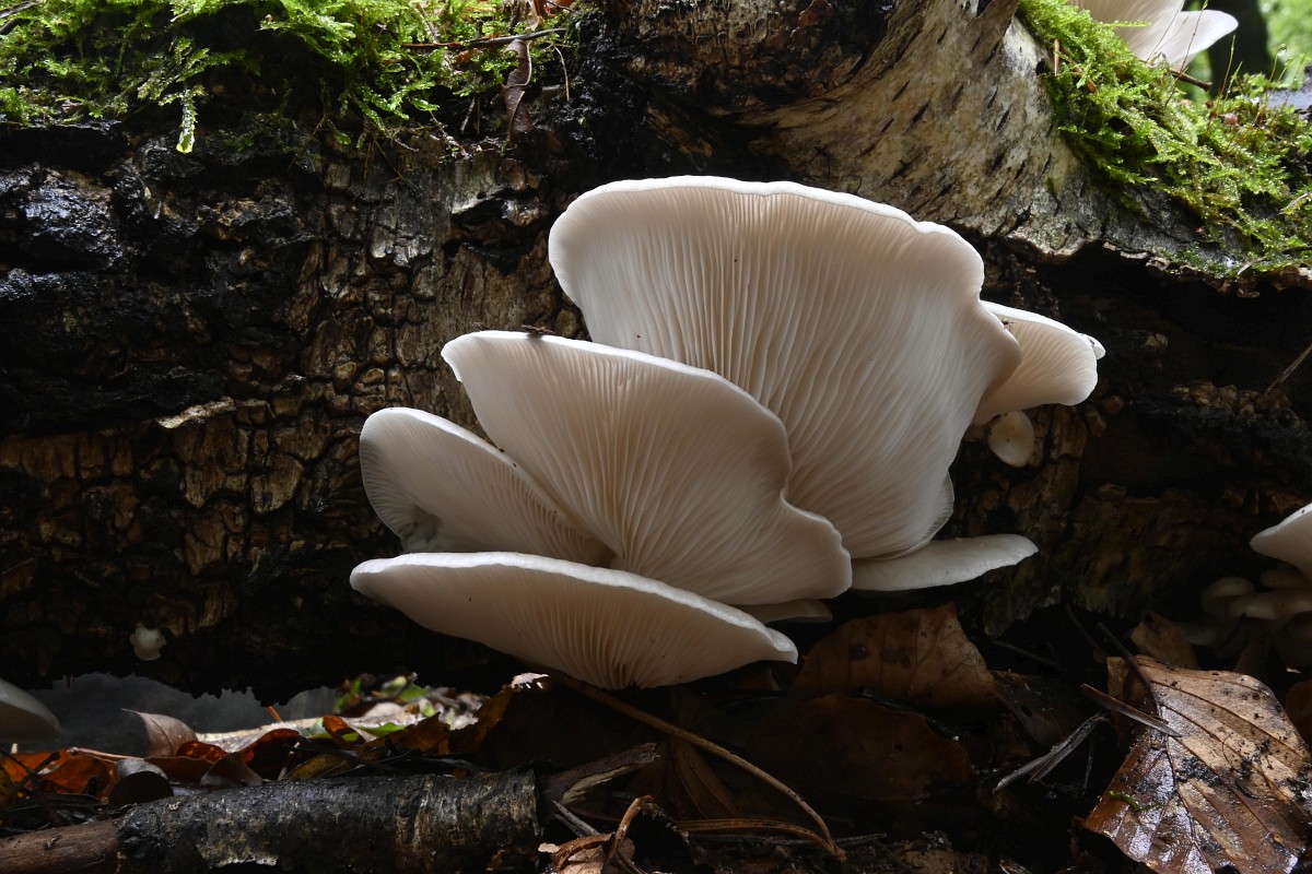 Pleurotus pulmonarius